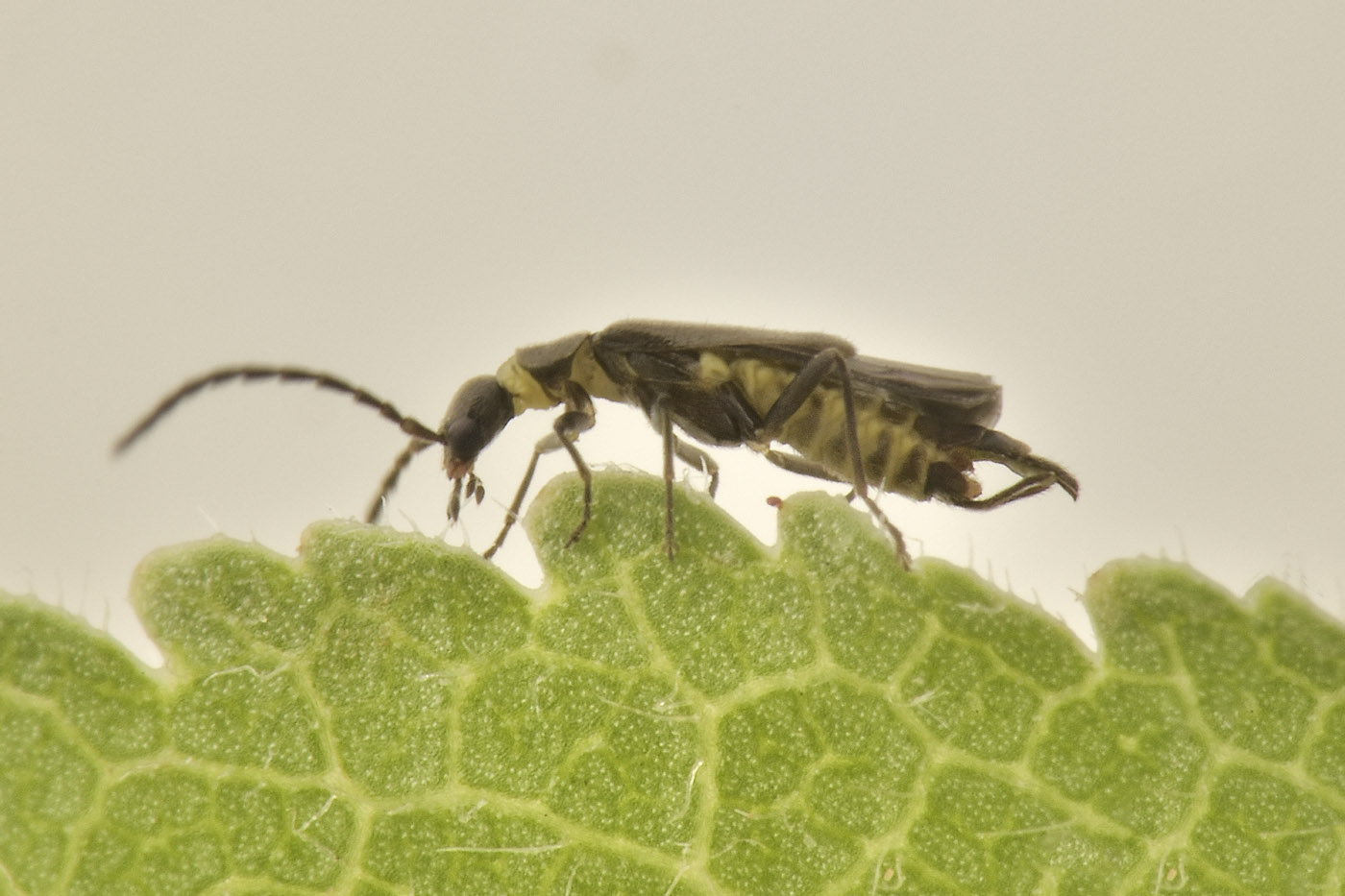 Cantharidae: Malthodes parthenias? S